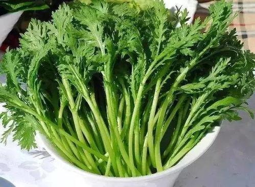 矛神吃瓜树叶,揭秘吃瓜树叶的神秘力量