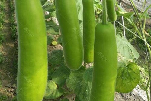 儿童吃瓠瓜后呕吐,儿童食用瓠瓜后呕吐现象解析