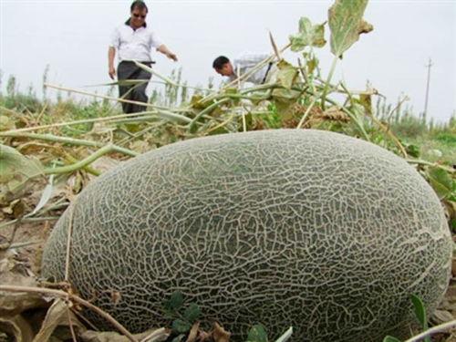 吃伽师瓜发胖吗,美味与健康的完美平衡，吃它真的会发胖吗？