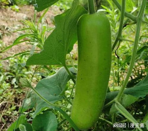 梦见大家在吃瓜,揭秘集体吃瓜背后的神秘寓意