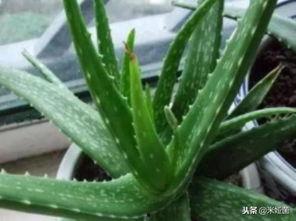感冒可以吃芦荟瓜吗,芦荟瓜能否成为你的健康小助手？