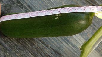 吃瓜还是吃现场的新鲜瓜,吃瓜还是吃现场，新鲜瓜果等你来尝