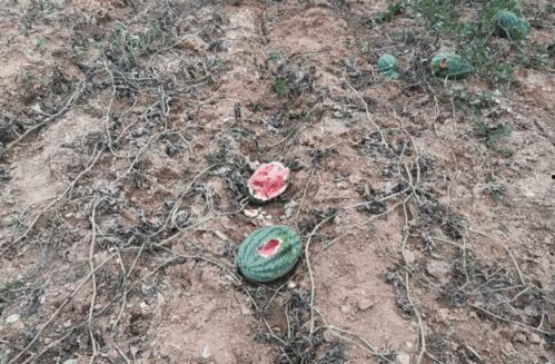 吃瓜的野猪王,吃瓜野猪王的趣味生活揭秘