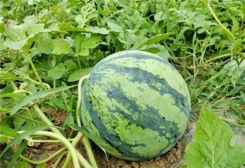 吃瓜要吃熟瓜,尽享瓜果盛宴——吃瓜要吃熟瓜