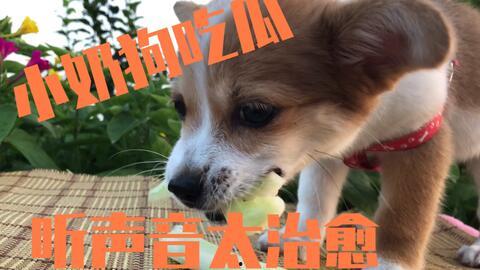 狗狗吃瓜的小说