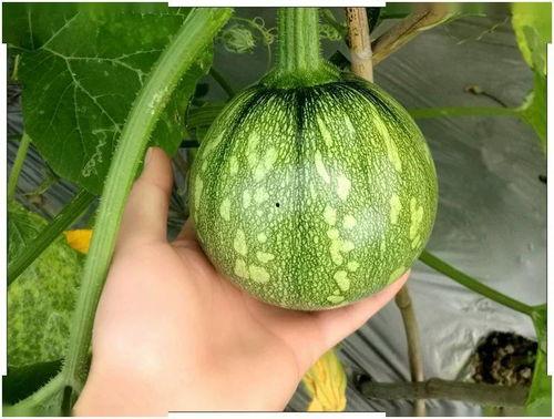 小赖吃瓜,揭秘娱乐圈那些不为人知的幕后故事