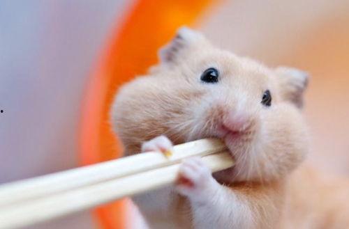 仓鼠吃西瓜可以吃瓜心吗,仓鼠的美食新选择？