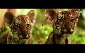 电影大猫吃瓜,一场荒诞喜剧的奇幻之旅