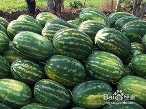 烧瓜啥时候吃最好