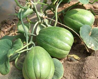 夏天吃瓜mgb,吃瓜达人教你轻松驾驭“夏天吃瓜mgb”潮流