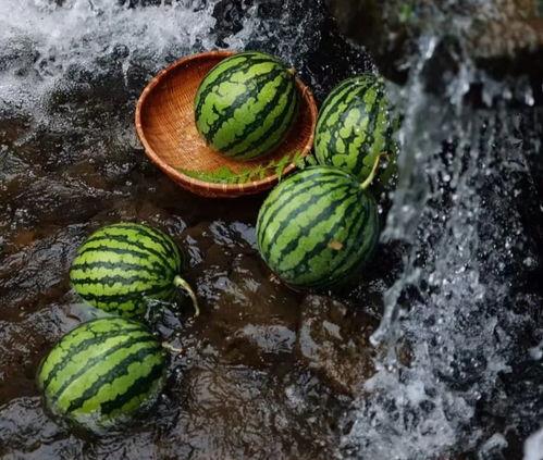 吃瓜就吃产品瓜,品味瓜果，畅享生活新体验