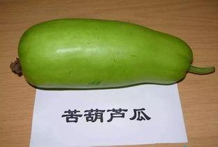 吃葫芦瓜会长胖,吃葫芦瓜真的会长胖吗？