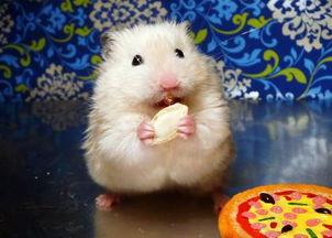 仓鼠吃不吃贝贝瓜