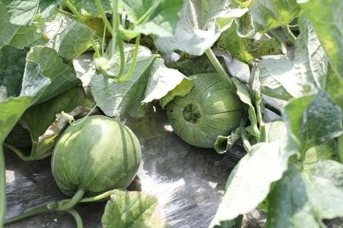 吃瓜季节有哪些,盘点那些让人欲罢不能的时令美味