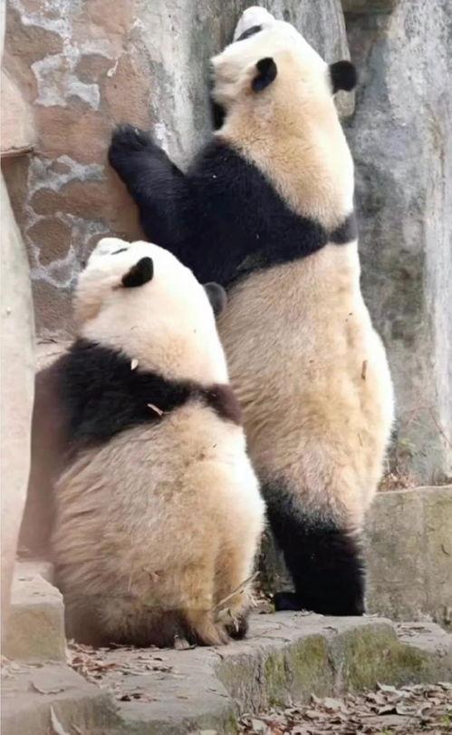 熊猫花花和叶吃瓜,吃瓜背后的温馨故事