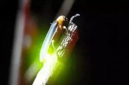 萤火虫漫展瓜吃瓜大赛