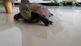 乌龟吃脆瓜吗,揭秘乌龟是否喜爱脆瓜