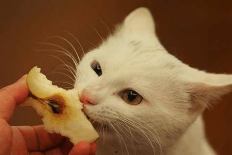 猫咪吃小白瓜好吗怎么吃,猫咪食用小白瓜的适宜方法与注意事项